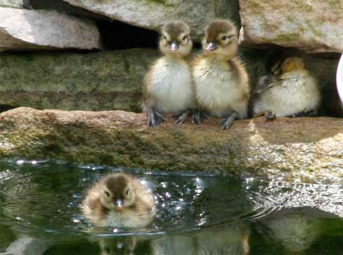 Mandarin ducklings at a pond Mandarin ducklings at a pond